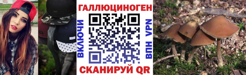 где купить наркоту  Дмитров  Галлюциногенные грибы Psilocybine cubensis 